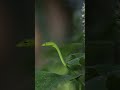 green vine snake shorts amazingwildlife wildlife snakes shortfeed