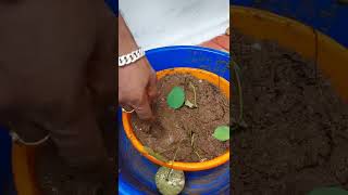 lotus seeds പ്ലാന്റിങ്സ് (താമരവിത്ത് മുളപ്പിക്കുന്നത് )