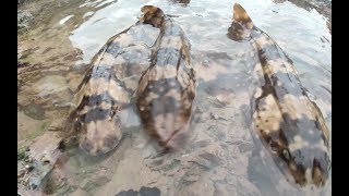 一群人赶海抽大水坑，还没抽干发现水里鲨鱼组团聚会，整窝被团灭