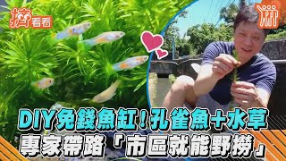 DIY免錢魚缸！孔雀魚+水草　專家帶路「市區就能野撈」