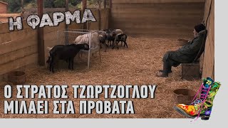 Ράδιο Αρβύλα | Ο Στράτος Τζώρτζογλου μιλάει στα πρόβατα | Top Επικαιρότητας (16/4/2021)