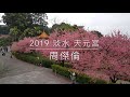 《 2019 新北市 淡水 》 天元宮 滿滿櫻花🌸