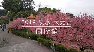 《 2019  新北市 淡水 》 天元宮 滿滿櫻花🌸