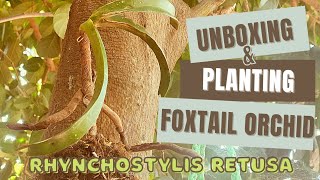 Unboxing and Planting Foxtail orchid - Rhynchostylis retusa