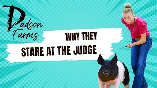 Why they stare at the Judge while showing pigs? #showpigs #pigs