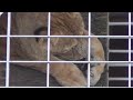 【ライオン】ケイコのひなたぼっこ 2023 1 21【多摩動物公園】