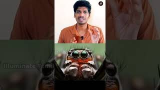 Dai eppuraa🤣இவ்வளவு சிலந்தி வகைகளா!? Fact about spiders | Types of spider | spsiva|sp|#shorts