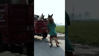 जब Dog अपने साथी को #shorts  #viralvideo