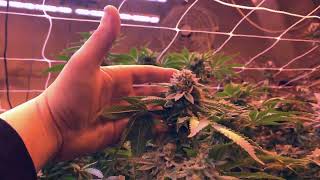 Ways to improve cannabis crops (Day 56 of Flower)