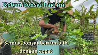 Aktifitas di kebun bonsai hari ini