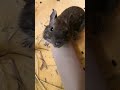 the life of degus🤩🙈🐿️🤪 1 funny animals degu shorts