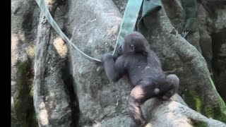 上に登ろうと頑張るスモモちゃん【未公開編】【上野動物園】