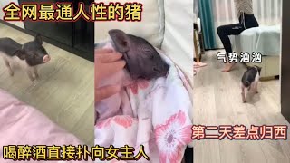 全网最通人性的猪！喝醉酒直接扑向女主人！第二天差点归西！