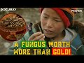 Yarsagumba: A Caterpillar-Fungus Known As The 'Himalayan Viagra' | Himalayan Gold Rush