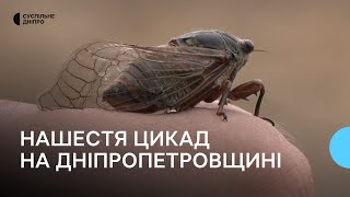 «Це рідкість для нашої області »: на Дніпропетровщині активізувалися співочі дубові цикади