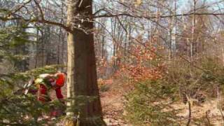 Waldarbeiter beim Baum fällen