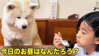 秋田犬とお昼ご飯を真剣に作ります【VLOG】