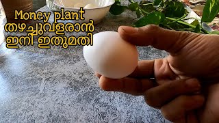 ഏതൊരു മണിപ്ലാന്റും പ്രാന്ത്പിടിച്ച് വളരാന്|Good Fertilizer For Moneyplant|#short