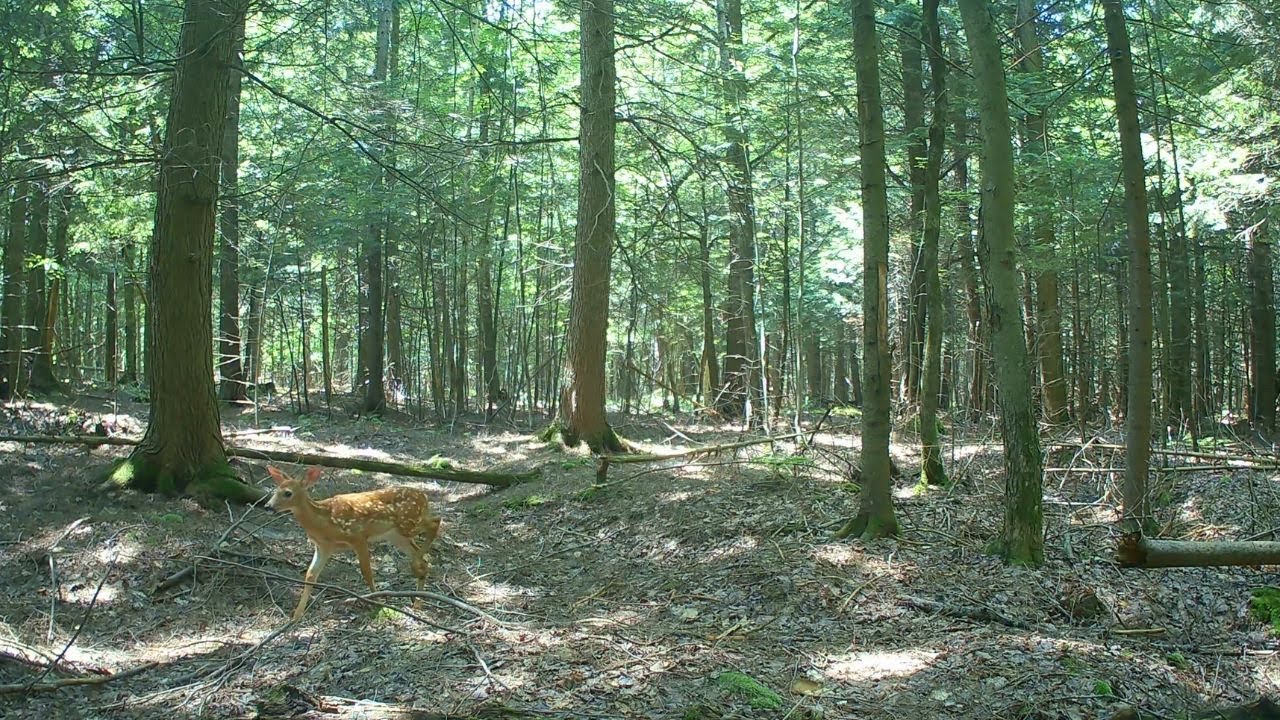 Clips Of Baby Deer Fawns With Their Mother - YouTube