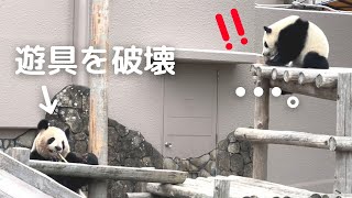 楓浜ビックリ!!ママが遊具をバキバキ破壊!?やんちゃ娘にイライラした良浜やらかす😅パンダの親子🐼