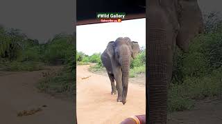 අලියයි බබයි 🐘🙉  Close elephant encounter #yalanationalpark #shorts