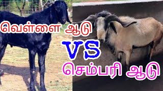 ஆடு பண்ணை ஆரப்பிக்க எது  சிறந்தது வெள்ளை ஆடு VS செம்பரி AADU