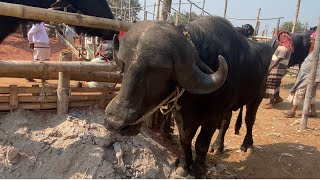 ওইপারের হাড্ডি ষাড় মহিষের বাজার দর | ১৬ ফেব্রুয়ারি ২০২৫