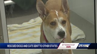 South Florida shelters transport pets out of state in the wake of Hurricane Ian