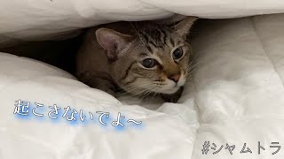 🐈寝方のクセがすごい猫が可愛すぎる【シャムトラ】【キジトラ】