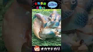 【閲覧注意】トランスフォームするオカヤドカリ…Σ(･ω･ﾉ)ﾉ！ トランスフォーマーみたいw　＜生物観察　昆虫バトル　捕食　給餌　飼育　奇蟲＞#shorts