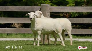 Lot 9 10 Stud Ewes Tattykeel Southern NSW Sale 2024