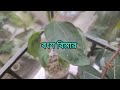 বারান্দা বাগানে সূর্যমুখী ফুলের যত্ন ও পরিচর্যা how to care sunflower plant at balcony garden