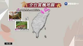 太平山紫葉槭\