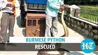 Watch: 16-feet-long Burmese python rescued by Uttarakhand Forest dept