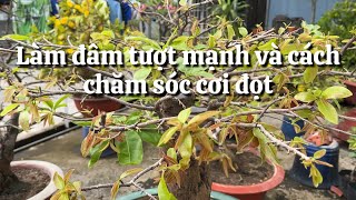 Cách chăm sóc tược non mới ra sau xả tàn // 23-2 âm lịch