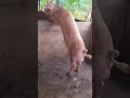 want to learn how to grow 80 to 100kg pigs in 6months pigfarming healthypigs pig animalhusbandry