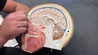 Anatomy of the Brain - Midsagittal cut