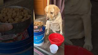 Uyi amma 😂 || labra rubi || #shorts #youtubeshorts #labrador #dog #funny #viralshort #memes #cute