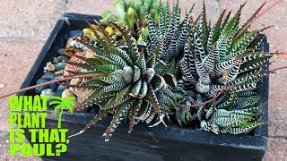 Zebra Plant (Haworthia fasciata) - Easy to grow and rarely affected by common succulent pests