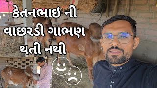 કેતનભાઇ ની વાછરડી ગાભણ નથી થતી || repeat breeding in cattle and bufflo