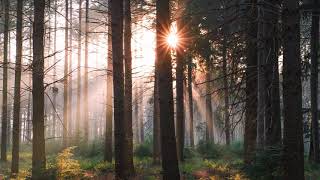 Forest Bath | Beautiful Chill Music Mix