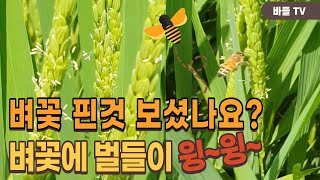 [바플티비]벼농사 개화기 벌들의 만찬