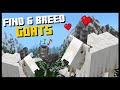 How to FIND & BREED GOATS in Minecraft! Full Goats Guide - 1.17 Caves and Cliffs Update