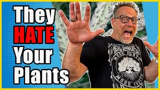 Stop These Problem Cannabis Pests Before They Destroy Your Grow