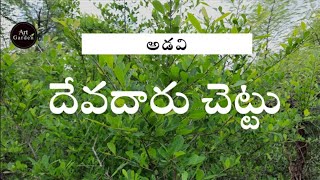 Devadaru aaku//Benefits of Devadaru aaku//benefits of eating devadaru leaves//దేవదారు చెట్టు