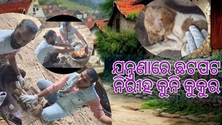 ଯନ୍ତ୍ରଣାରେ ଛଟପଟ ନିରୀହ କୁନି କୁକୁର।