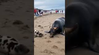 കടൽ പശു#video#viral#shortvideo#support#youtubeshorts#youtube#sea#cow #animals#subscribe#trending#yt