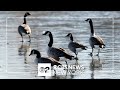 Bird flu detected in some birds in NYC, health officials say