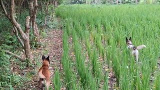 TEST ARMADA BARU,DARI JAWA BARAT...🦏 🐕🐕🐕...