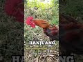 HANJUANG | Ayam pelung juara dari Garut